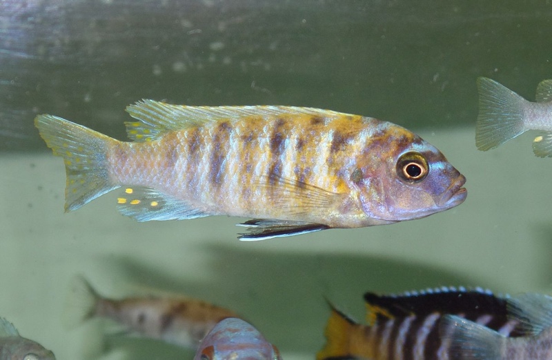 Maylandia sp. 'zebra gold' Nkhata Bay